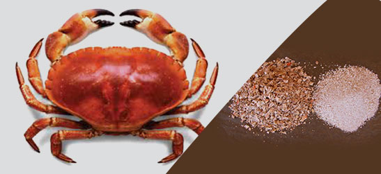 Crab Shell 